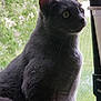 cat, gray_cat, window, screen, leaf, green_leaf, pet, animal, feline, fur, whiskers, side_profile, indoor, natural_light, curious, sitting, closeup, ears, eyes, domestic_cat
