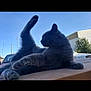 Boris is registered to the contest to win money with this photo: animal, building, car, cat, daytime, feline, funny_pose, gray_cat, nature, outdoor, parked_car, pet, relaxed, side_view, sky, stretching, sunlight, tree, whiskers, wooden_surface
