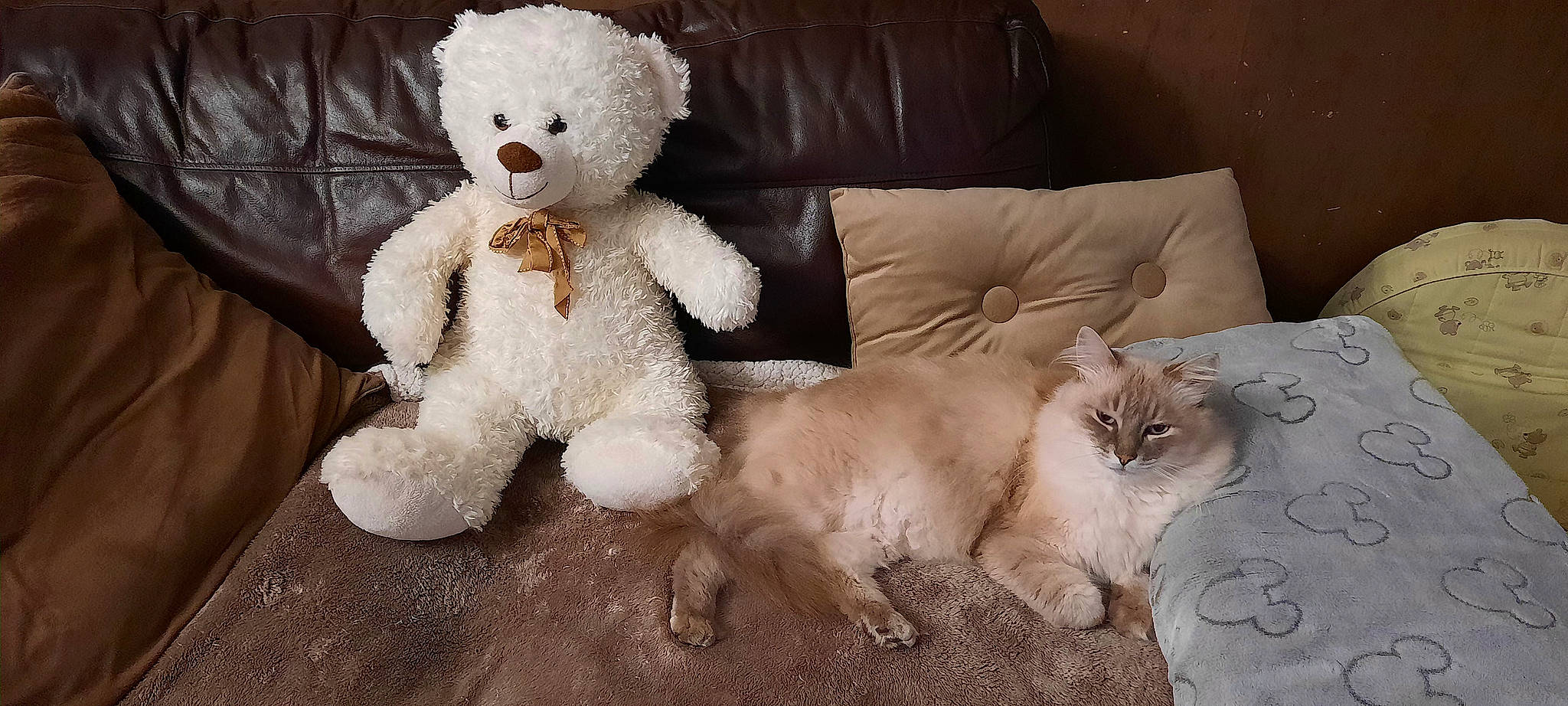 Crispy a rejoint le concours — aidez-le/la à gagner de superbes lots ! bear, cat, comfort, companion_dog, couch, fawn, felidae, fur, linens, paw, plush, room, small_to_medium_sized_cats, snout, stuffed_toy, tail, teddy_bear, toy, whiskers, white