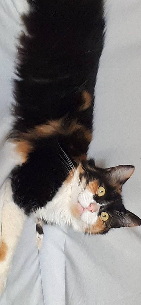 Cannelle a rejoint le concours — aidez-le/la à gagner de superbes lots ! carnivore, cat, claw, comfort, domestic_short_haired_cat, felidae, fur, grass, human_leg, paw, plant, small_to_medium_sized_cats, snout, tail, tree, whiskers