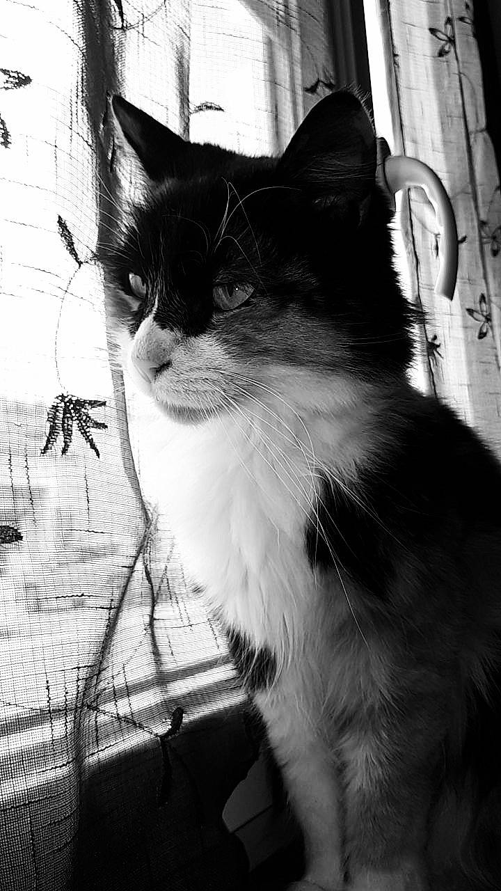 Cannelle participe au concours pour gagner de l'argent avec cette photo : black_and_white, black_cat, carnivore, cat, domestic_short_haired_cat, felidae, fur, grey, monochrome, monochrome_photography, paw, shadow, small_to_medium_sized_cats, snapshot, snout, style, tail, tree, whiskers, window