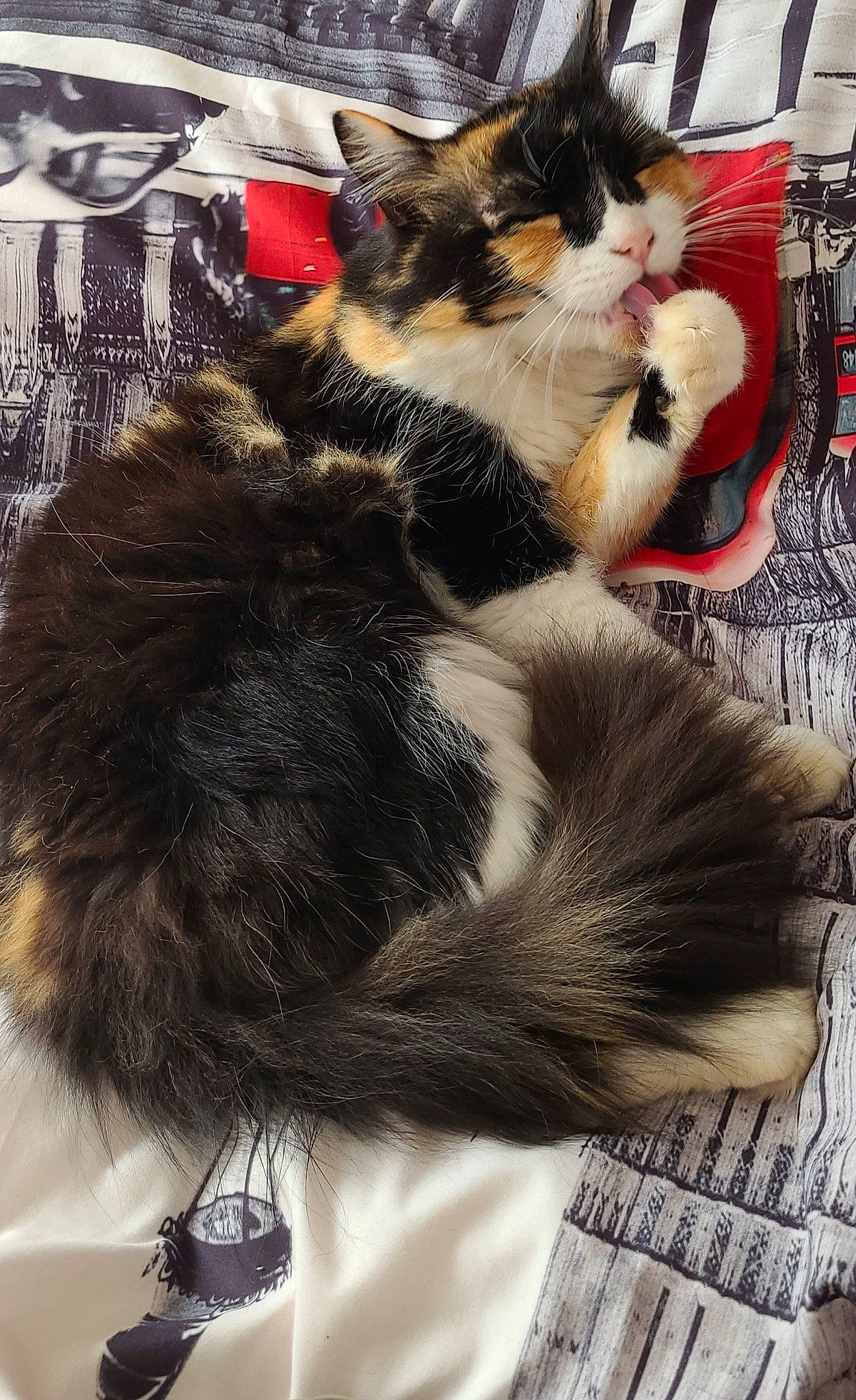 Cannelle participe au concours pour gagner de l'argent avec cette photo : canidae, carnivore, cat, comfort, companion_dog, domestic_short_haired_cat, fawn, felidae, fur, human_leg, lap, paw, small_to_medium_sized_cats, snapshot, snout, tail, textile, thigh, whiskers, white