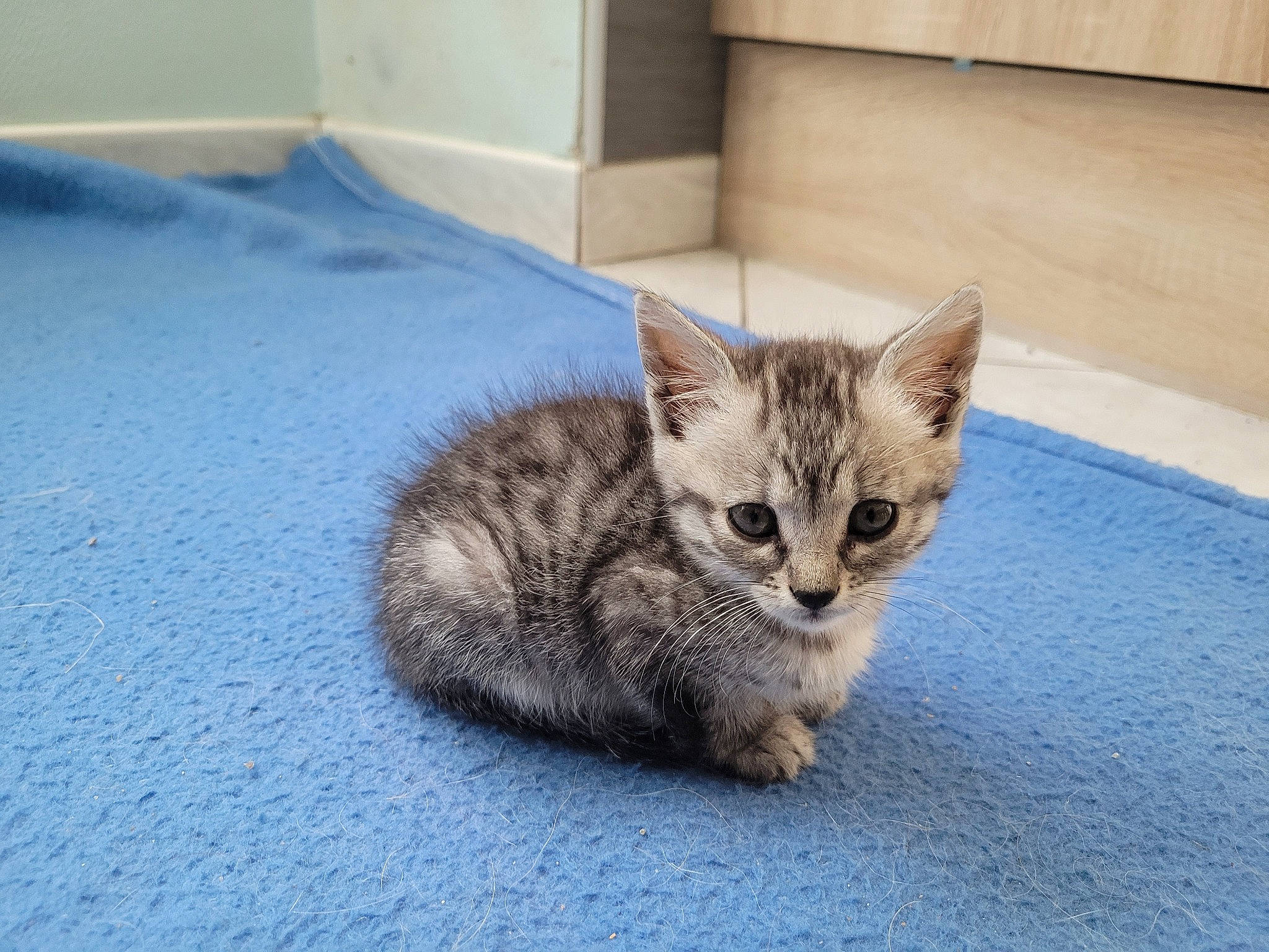 Praline a rejoint le concours — aidez-le/la à gagner de superbes lots ! carnivore, cat, cat_furniture, cat_supply, comfort, domestic_short_haired_cat, fawn, felidae, flooring, fur, grey, linens, paw, pet_supply, sitting, small_to_medium_sized_cats, tail, terrestrial_animal, whiskers, wood