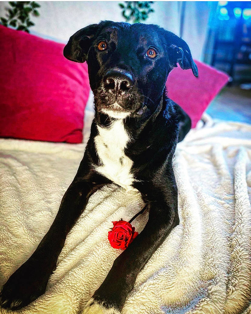 Nalla participe au concours pour gagner de l'argent avec cette photo : borador, canidae, carnivore, collar, comfort, companion_dog, dog, dog_breed, dog_collar, dog_supply, electric_blue, fawn, guard_dog, magenta, pet_supply, snout, sporting_group, toy_dog, whiskers, working_animal