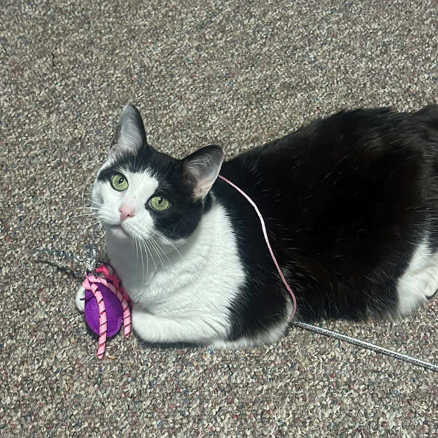 Pig is registered to the contest to win money with this photo: alert, animal, black_and_white, carpet, cat, curious, cute, domestic_cat, feline, fur, green_eyes, indoor, laying_down, pet, pink_string, playful, resting, small_toy, toy, whiskers
