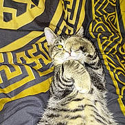 River is registered to the contest to win money with this photo: animal, black, blanket, cat, closeup, covering_eye, cute, feline, fur, indoor, lying_down, patterned, paw, pet, playful, relaxed, striped, tabby, whiskers, yellow