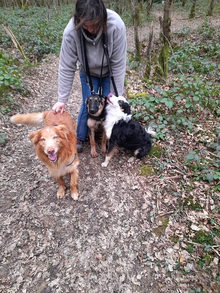 Whisky participe au concours pour gagner de l'argent avec cette photo : canidae, carnivore, companion_dog, dog, dog_breed, dog_hiking, dog_walking, fawn, fur, grass, king_charles_spaniel, mammal, plant, soil, sporting_group, tail, toy_dog, tree, vertebrate, walking