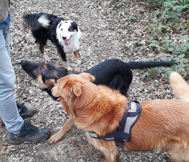 Whisky participe au concours pour gagner de l'argent avec cette photo : canidae, carnivore, collar, companion_dog, dog, dog_breed, dog_collar, fashion_accessory, fawn, fur, leash, liver, pet_supply, plant, snout, sporting_group, tail, walking, working_animal, working_dog