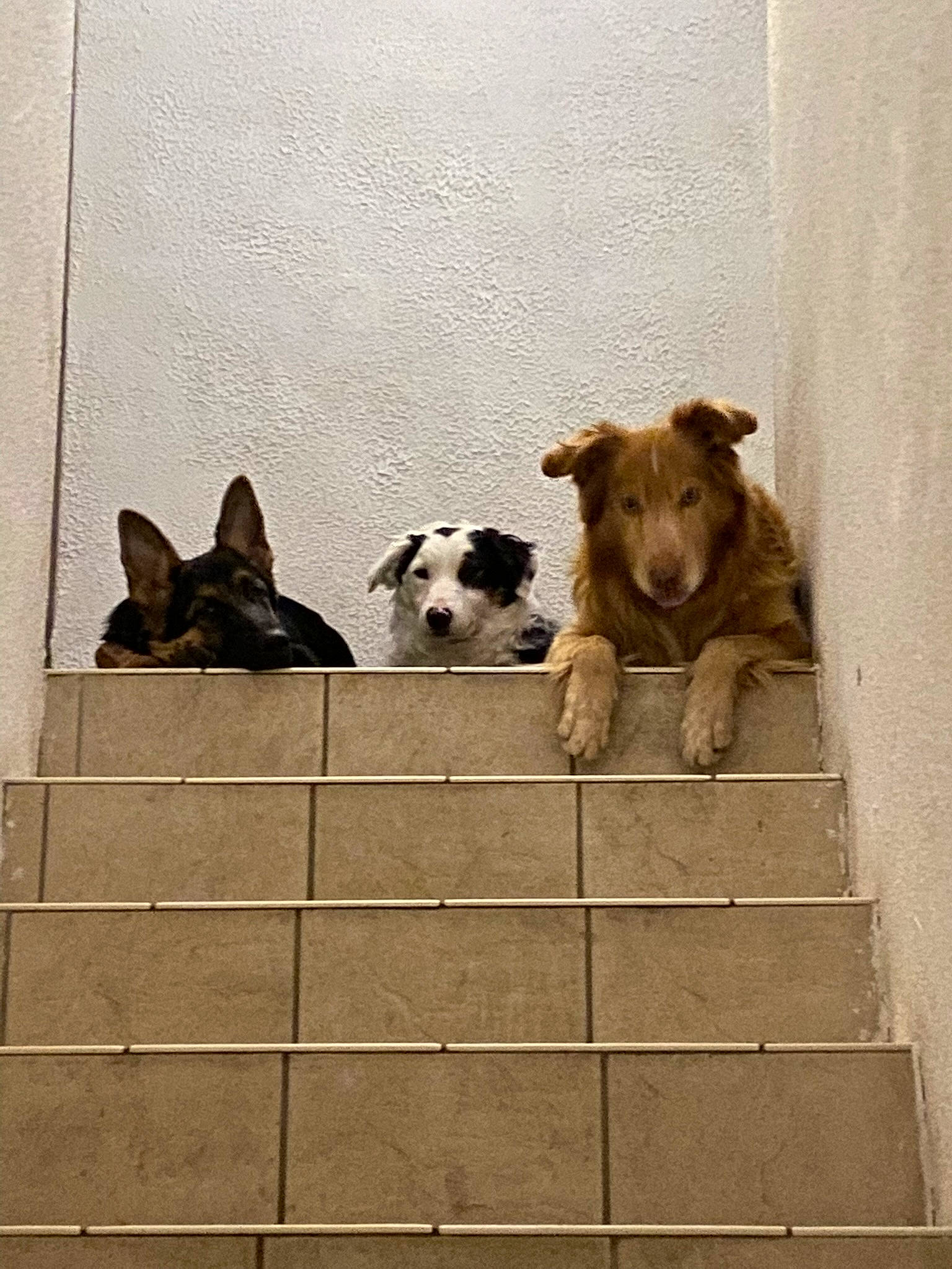 Whisky a rejoint le concours — aidez-le/la à gagner de superbes lots ! animal_shelter, ball, boston_terrier, canidae, carnivore, companion_dog, dog, dog_breed, dog_supply, fawn, pet_supply, rectangle, room, snout, sporting_group, tennis_ball, terrestrial_animal, toy, wood, working_animal