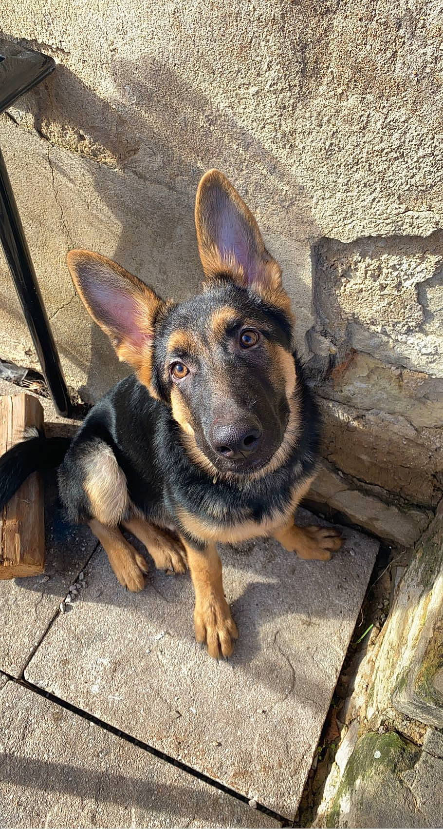 Shadow participe au concours pour gagner de l'argent avec cette photo : canidae, carnivore, dog, dog_breed, east_european_shepherd, fawn, foot, fur, german_shepherd_dog, herding_dog, king_shepherd, old_german_shepherd_dog, paw, plant, snout, sporting_group, terrestrial_animal, working_animal, working_dog