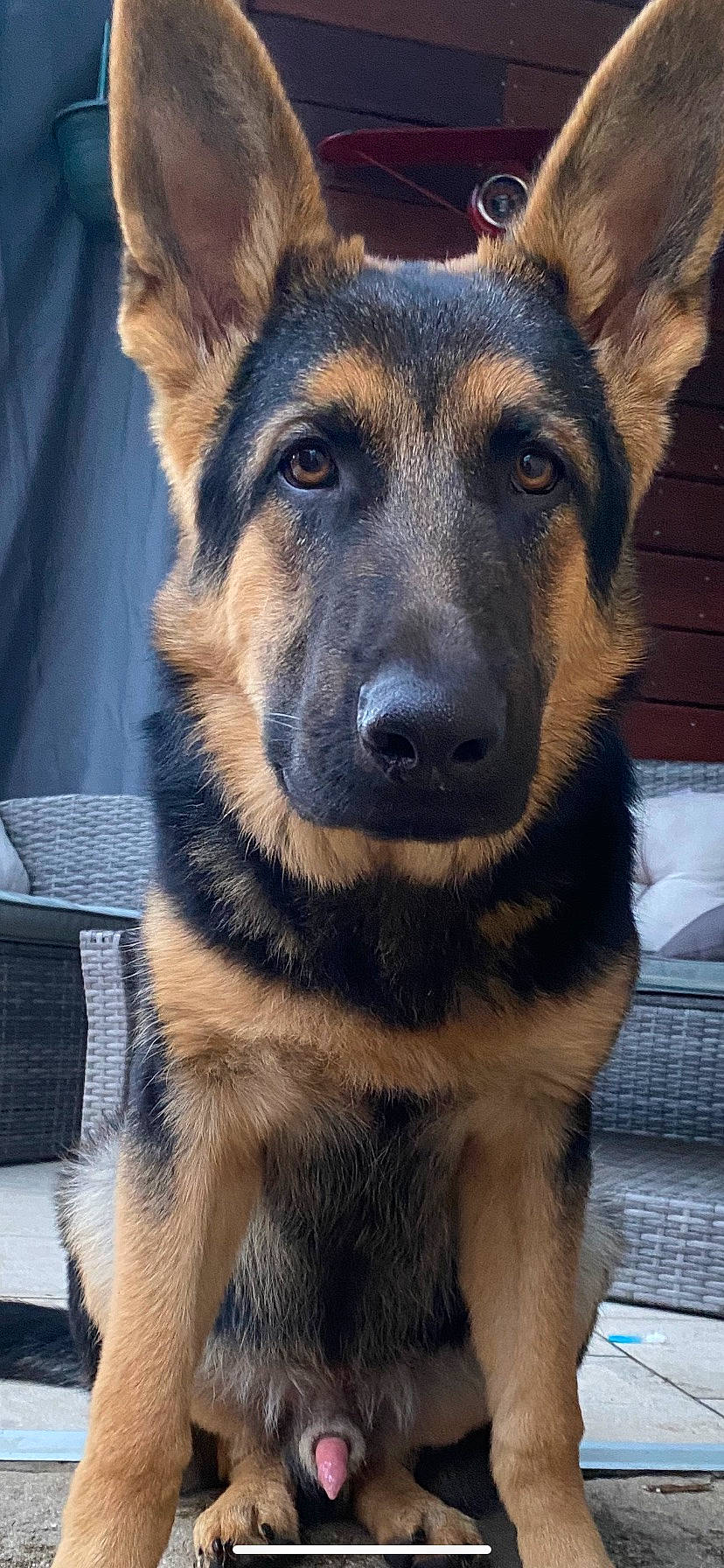 Shadow a rejoint le concours — aidez-le/la à gagner de superbes lots ! canidae, carnivore, companion_dog, dog, dog_breed, east_european_shepherd, eye, fawn, fur, german_shepherd_dog, herding_dog, human_body, king_shepherd, old_german_shepherd_dog, snout, sporting_group, terrestrial_animal, whiskers, working_animal, working_dog