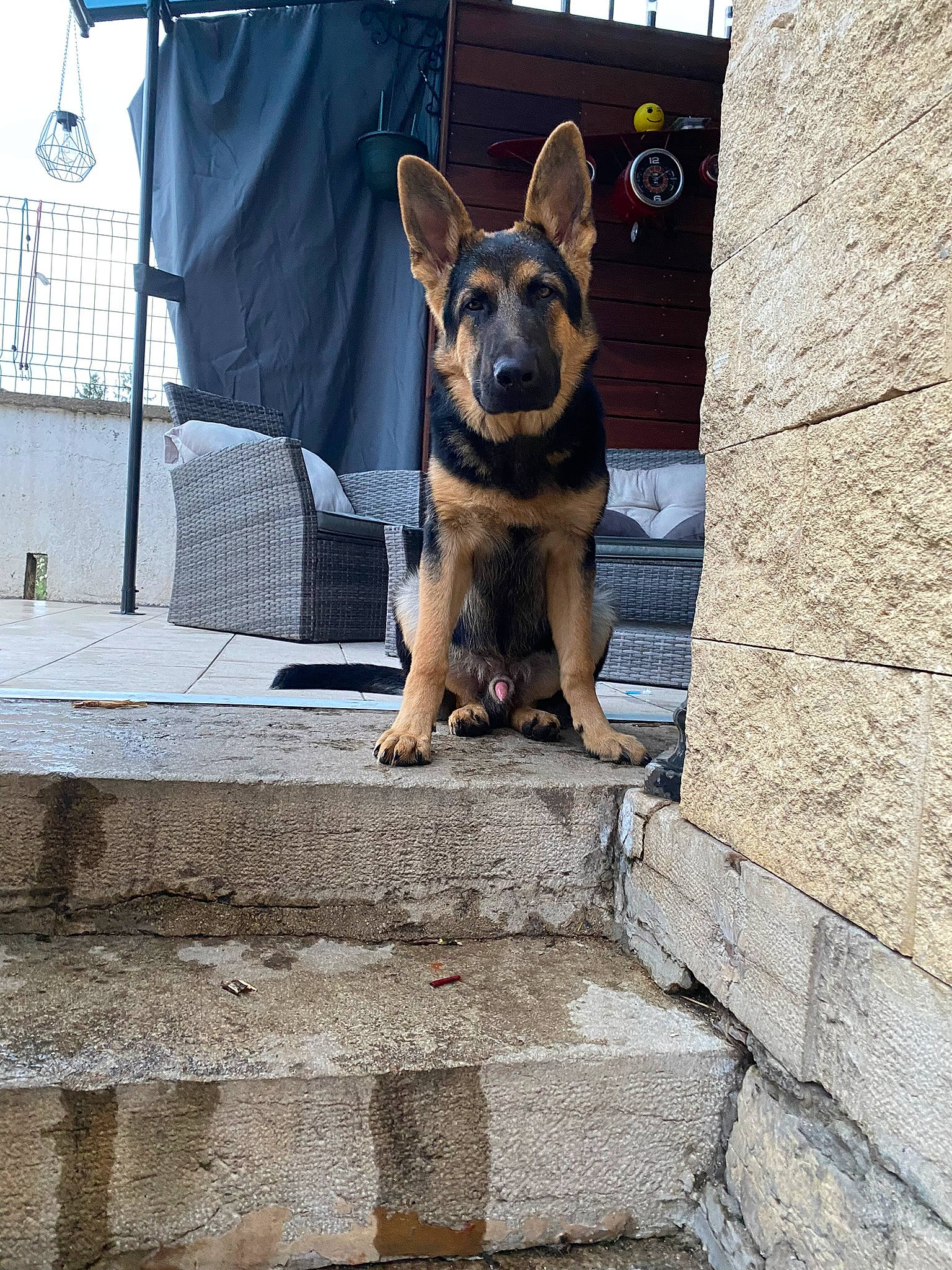 Shadow a rejoint le concours — aidez-le/la à gagner de superbes lots ! brick, canidae, carnivore, companion_dog, curtain, dog, dog_breed, dog_supply, door, electric_blue, fur, herding_dog, leash, manhole, road_surface, snout, sporting_group, street, window, working_dog