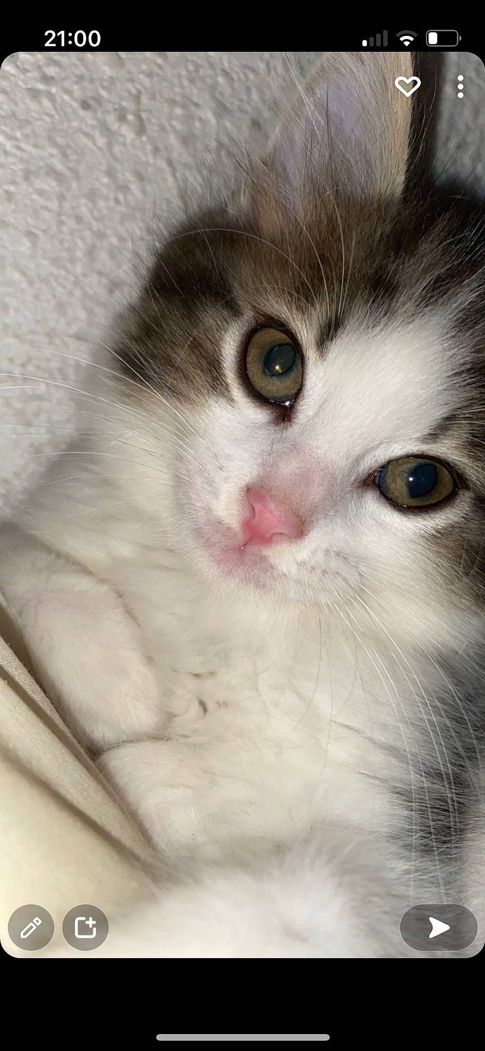 Dealer a rejoint le concours — aidez-le/la à gagner de superbes lots ! carnivore, cat, curious, domestic_short_haired_cat, felidae, fur, paw, small_to_medium_sized_cats, snout, whiskers, window