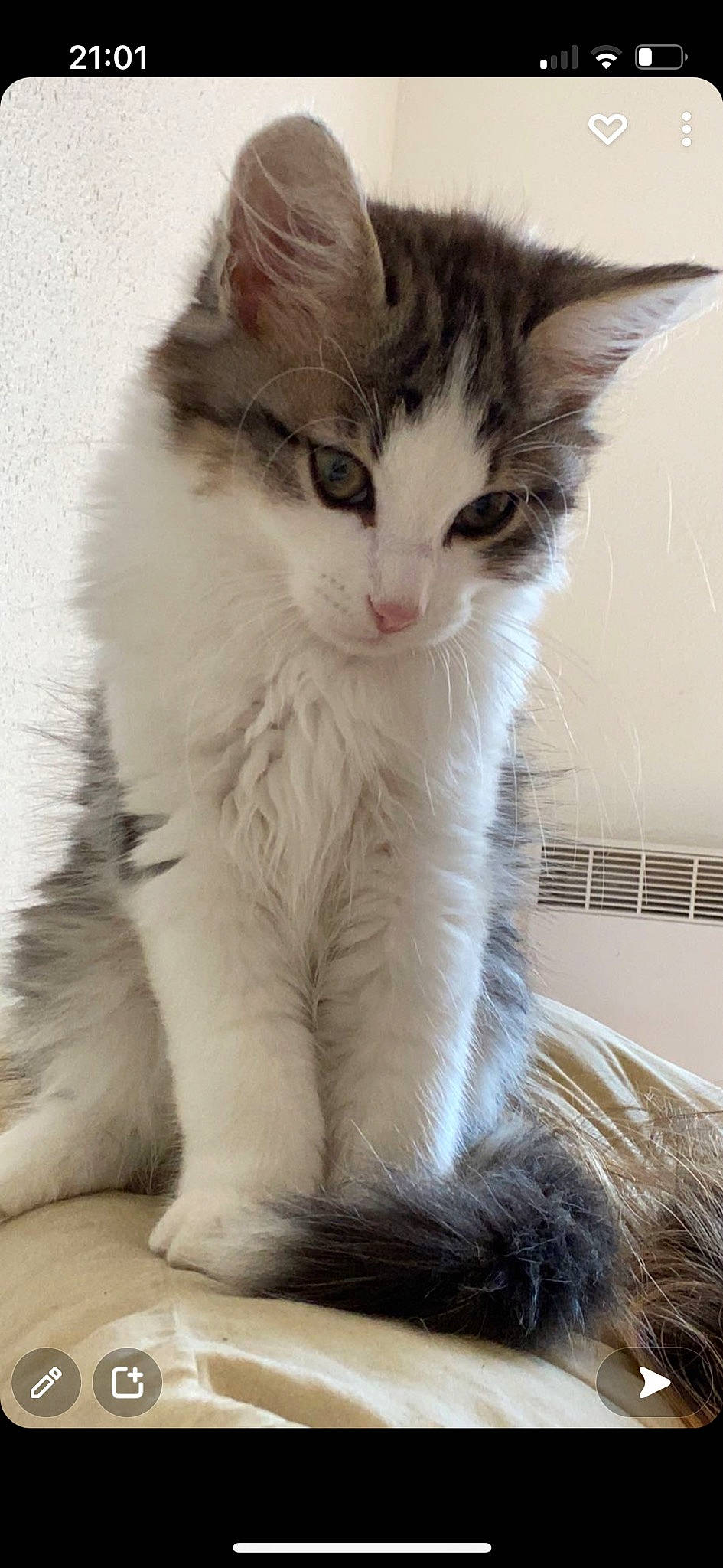 Dealer a rejoint le concours — aidez-le/la à gagner de superbes lots ! carnivore, cat, claw, comfort, domestic_short_haired_cat, ear, felidae, fur, paw, sitting, small_to_medium_sized_cats, snout, tail, terrestrial_animal, whiskers, window