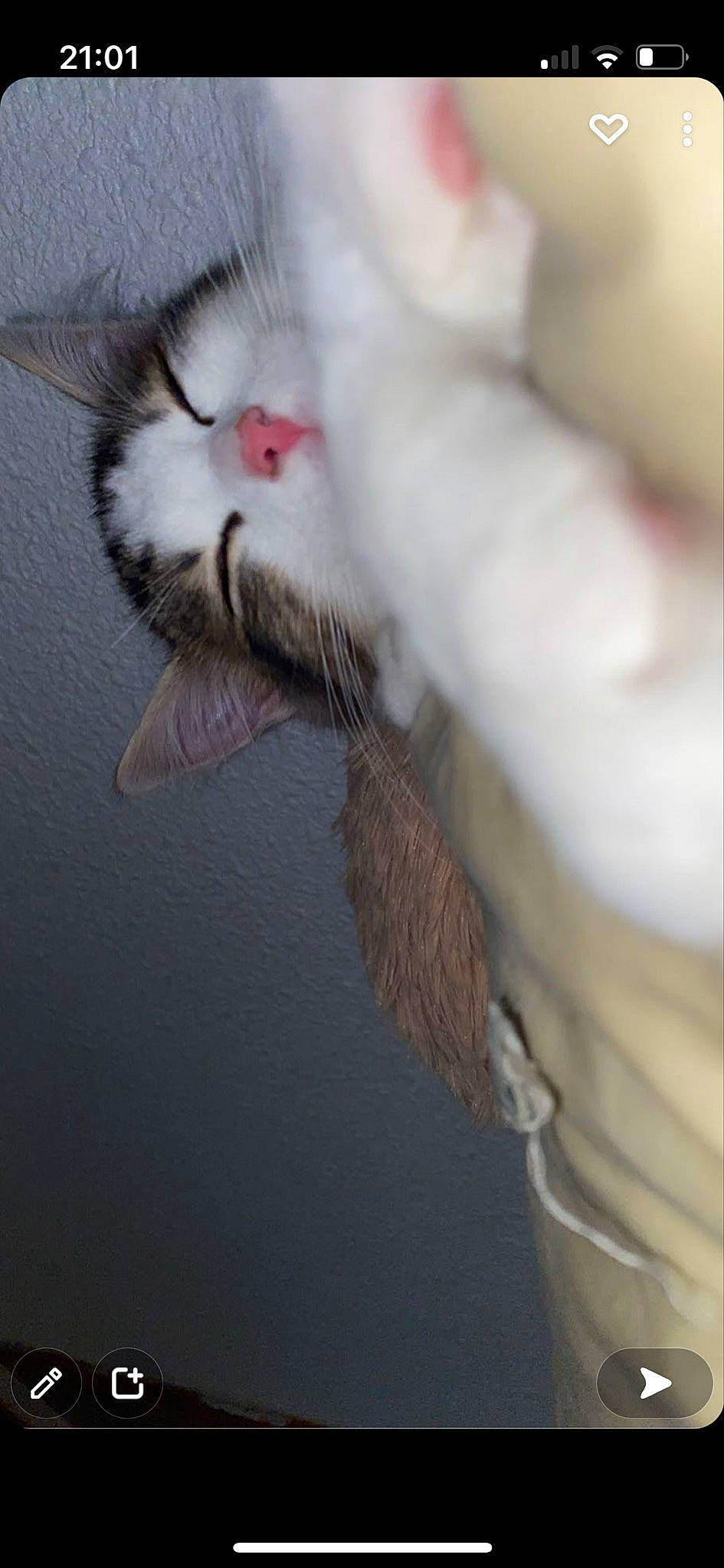 Dealer participe au concours pour gagner de l'argent avec cette photo : cat, claw, domestic_short_haired_cat, feather, felidae, foot, fur, grey, hamster, paw, small_to_medium_sized_cats, snout, tail, water, whiskers