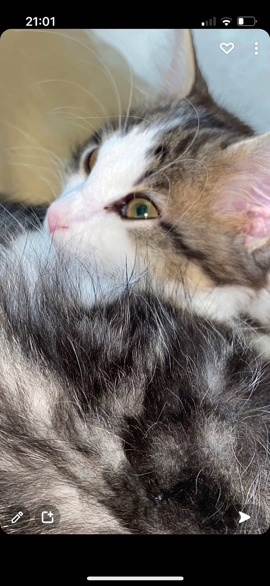 Dealer participe au concours pour gagner de l'argent avec cette photo : carnivore, cat, claw, close_up, domestic_short_haired_cat, felidae, fur, iris, small_to_medium_sized_cats, snout, terrestrial_animal, whiskers, wildlife