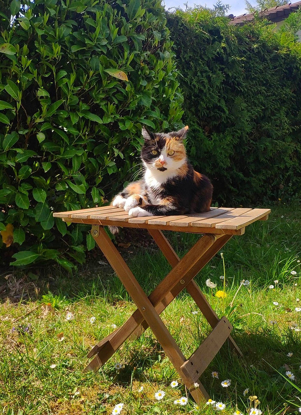 Joker a rejoint le concours — aidez-le/la à gagner de superbes lots ! art, carnivore, cat, chair, fawn, felidae, grass, grass_family, groundcover, lawn, outdoor_furniture, outdoor_table, plant, shrub, sky, small_to_medium_sized_cats, table, tail, tree, wood