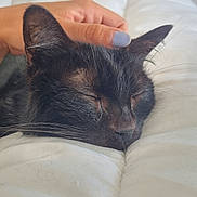 Salem a rejoint le concours — aidez-le/la à gagner de superbes lots ! animal, black_cat, cat, close_up, comfort, cozy, cute, domestic_cat, fur, hand, indoor, nail_polish, nap, peaceful, pet, relaxation, rest, sleeping, whiskers, white_blanket