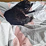 Salem participe au concours pour gagner de l'argent avec cette photo : animal, bed, black_cat, blanket, cable, cat, comfort, cozy, feline, fur, furniture, grooming, home, indoor, living_space, paw, pet, relaxation, resting, television