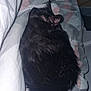 animal, bed, black_cat, blanket, cat, comfort, cozy, cute, domestic_animal, feline, fur, home, indoor, laying_down, pet, quiet, relaxation, resting, sleeping, soft