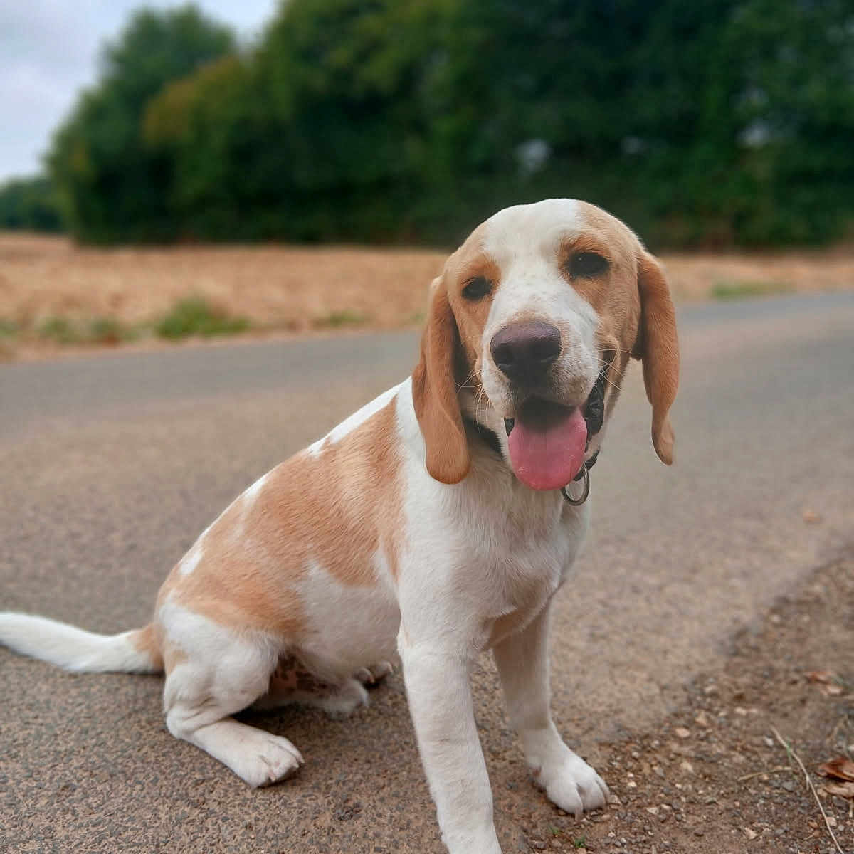 Vato participe au concours pour gagner de l'argent avec cette photo : animal, brown_and_white, canine, closeup, collar, cute, daytime, dog, ears, field, forest, fur, happy, mammal, nature, outdoor, pet, road, sitting, tongue_out
