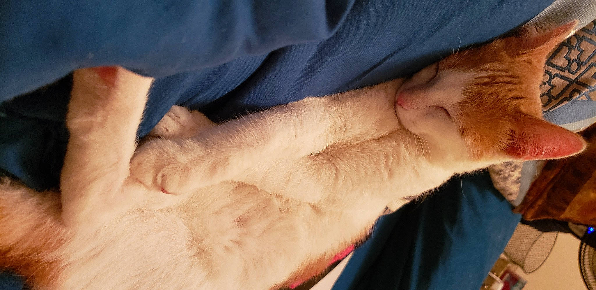 Tommy Hawk joined the competition — help win amazing prizes! fawn, fur, gesture, hand, paw, skin