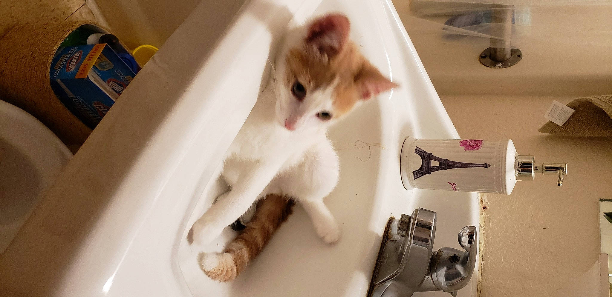 Tommy Hawk is registered to the contest to win money with this photo: aegean_cat, carnivore, cat, domestic_short_haired_cat, european_shorthair, fawn, felidae, kitten, norwegian_forest_cat, paw, polydactyl_cat, small_to_medium_sized_cats, tail, turkish_angora, turkish_van, whiskers