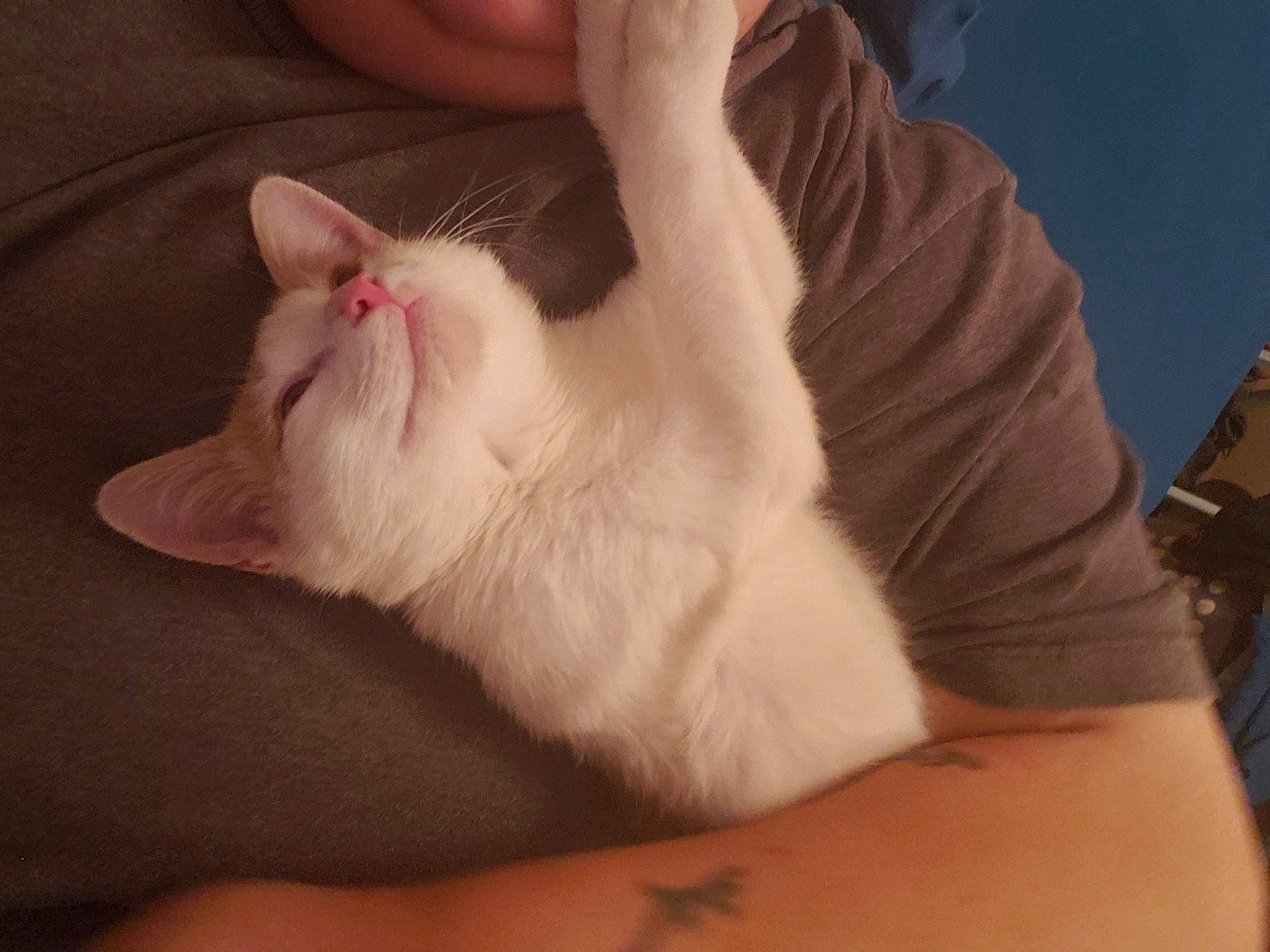 Tommy Hawk is registered to the contest to win money with this photo: arm, carnivore, cat, claw, colorpoint_shorthair, domestic_long_haired_cat, ear, felidae, foot, fur, hand, khao_manee, leg, nail, ragdoll, skin, small_to_medium_sized_cats, turkish_angora, turkish_van, whiskers