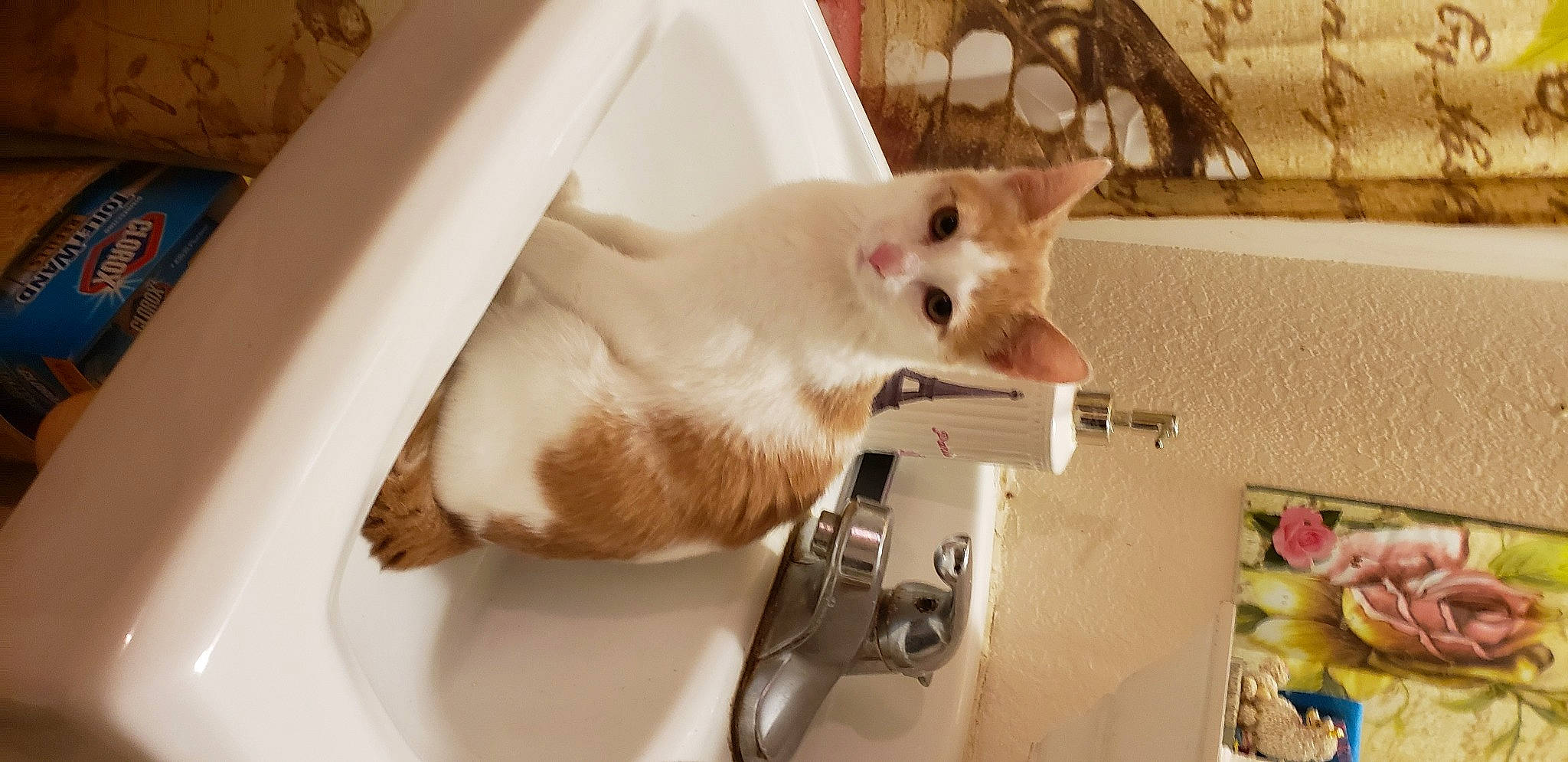 Tommy Hawk is registered to the contest to win money with this photo: burmilla, carnivore, cat, domestic_short_haired_cat, fawn, felidae, kitten, mouse, singapura, sink, small_to_medium_sized_cats, tail, turkish_angora, turkish_van, whiskers