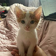 Junior participe au concours pour gagner de l'argent avec cette photo : animal, bed, bedroom, blanket, cat, computer, computerhardware, electronics, face, furniture, hardware, indoors, kitten, laptop, monitor, pc, pet, quilt, room, screen