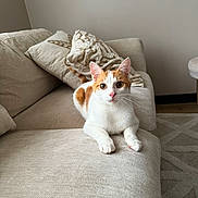 Cartoon participe au concours pour gagner de l'argent avec cette photo : cat, orange_and_white, couch, pillows, indoor, pet, feline, living_room, curious, relaxed, whiskers, ears, fur, nose, eyes, paws, home, cozy, neutral_colors, animal