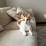 cat, orange_and_white, couch, pillows, indoor, pet, feline, living_room, curious, relaxed, whiskers, ears, fur, nose, eyes, paws, home, cozy, neutral_colors, animal