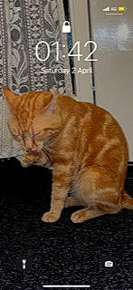 Biscuit is registered to the contest to win money with this photo: carnivore, cat, claw, domestic_short_haired_cat, fawn, felidae, flooring, fur, paw, small_to_medium_sized_cats, snout, tail, terrestrial_animal, whiskers, wildlife, wood