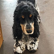Ixelle a rejoint le concours — aidez-le/la à gagner de superbes lots ! american_cocker_spaniel, canidae, carnivore, cocker_spaniel, companion_dog, dog, dog_breed, english_cocker_spaniel, mammal, puppy, snout, spaniel, sporting_group, vertebrate
