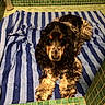 Ixelle participe au concours pour gagner de l'argent avec cette photo : american_cocker_spaniel, canidae, carnivore, cocker_spaniel, companion_dog, dog, dog_breed, english_cocker_spaniel, field_spaniel, mammal, puppy, rare_breed_dog, russian_spaniel, spaniel, sporting_group, vertebrate