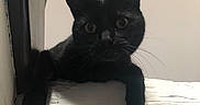 Misty a rejoint le concours — aidez-le/la à gagner de superbes lots ! asian, black, black_cat, bombay, carnivore, cat, domestic_short_haired_cat, eye, felidae, fur, kitten, korat, mammal, nose, polydactyl_cat, room, small_to_medium_sized_cats, snout, tail, whiskers