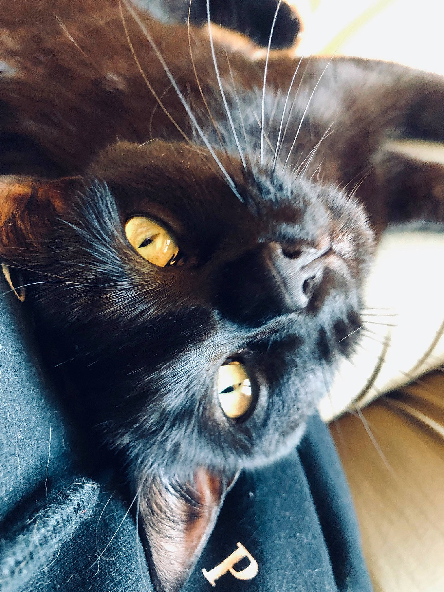 Misty a rejoint le concours — aidez-le/la à gagner de superbes lots ! asian, black_cat, bombay, burmese, carnivore, cat, claw, domestic_short_haired_cat, felidae, fur, kitten, korat, nebelung, polydactyl_cat, small_to_medium_sized_cats, snout, whiskers