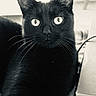 Misty a rejoint le concours — aidez-le/la à gagner de superbes lots ! asian, black, black_and_white, black_cat, bombay, carnivore, cat, domestic_short_haired_cat, ear, eye, felidae, fur, kitten, mammal, small_to_medium_sized_cats, snout, vertebrate, whiskers