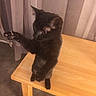 Misty a rejoint le concours — aidez-le/la à gagner de superbes lots ! asian, black_cat, bombay, carnivore, cat, domestic_short_haired_cat, felidae, hardwood, korat, small_to_medium_sized_cats, tail, whiskers