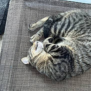 Coop is registered to the contest to win money with this photo: cat, tabby, sleeping, curled_up, outdoor, chair, furniture, pet, relaxed, resting, animal, fur, whiskers, paw, tail, striped, cozy, daylight, texture, quiet
