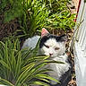 cat, black_and_white_cat, animal, pet, outdoor, plants, greenery, foliage, nature, sunlight, resting, relaxed, garden, leaves, white_fence, close_up, daylight, cute, mammal, domestic_animal