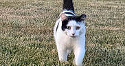 Oreo joined the competition — help win amazing prizes! cat, black_and_white, grass, outdoor, pet, animal, tail_up, walking, nature, yard, tree, shrubbery, mammal, domestic_animal, feline, whiskers, alert, daylight, closeup, curious