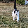 cat, black_and_white, grass, outdoor, pet, animal, tail_up, walking, nature, yard, tree, shrubbery, mammal, domestic_animal, feline, whiskers, alert, daylight, closeup, curious