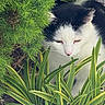 cat, black_and_white, animal, pet, greenery, plants, foliage, outdoor, nature, curious, close_up, portrait, quiet, serene, garden, leaves, wildlife, mammal, cute, whiskers