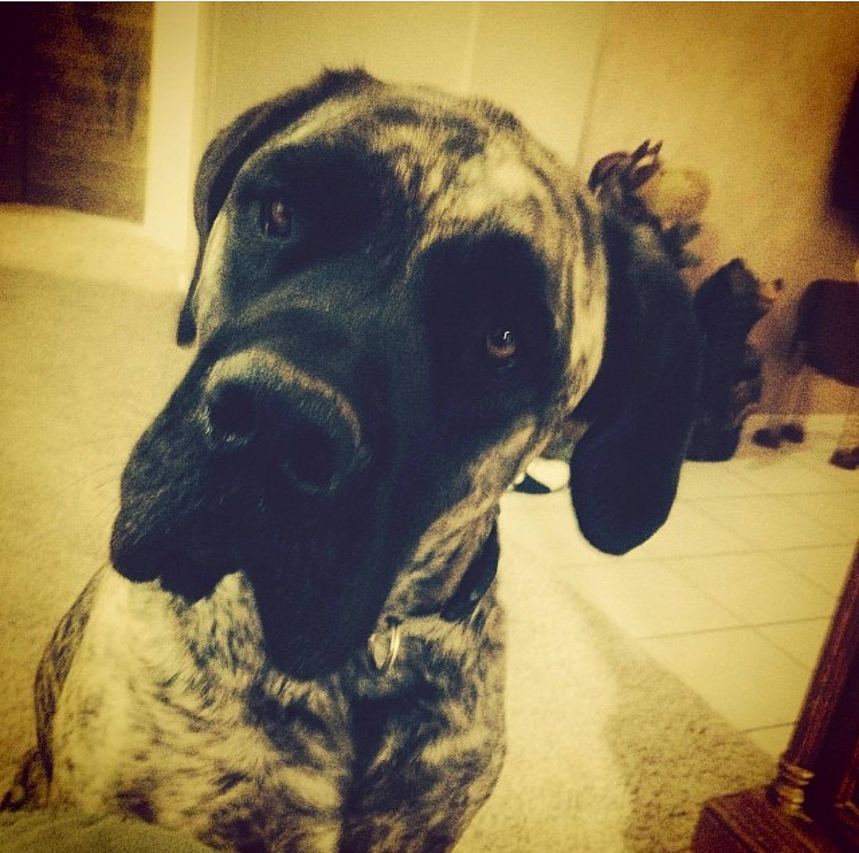 China joined the competition — help win amazing prizes! carnivore, cloud, companion_dog, dog, dog_breed, fawn, fur, great_dane, guard_dog, mammal, metal, monochrome_photography, rectangle, selfie, snout, sporting_group, tints_and_shades, vertebrate, whiskers, working_animal