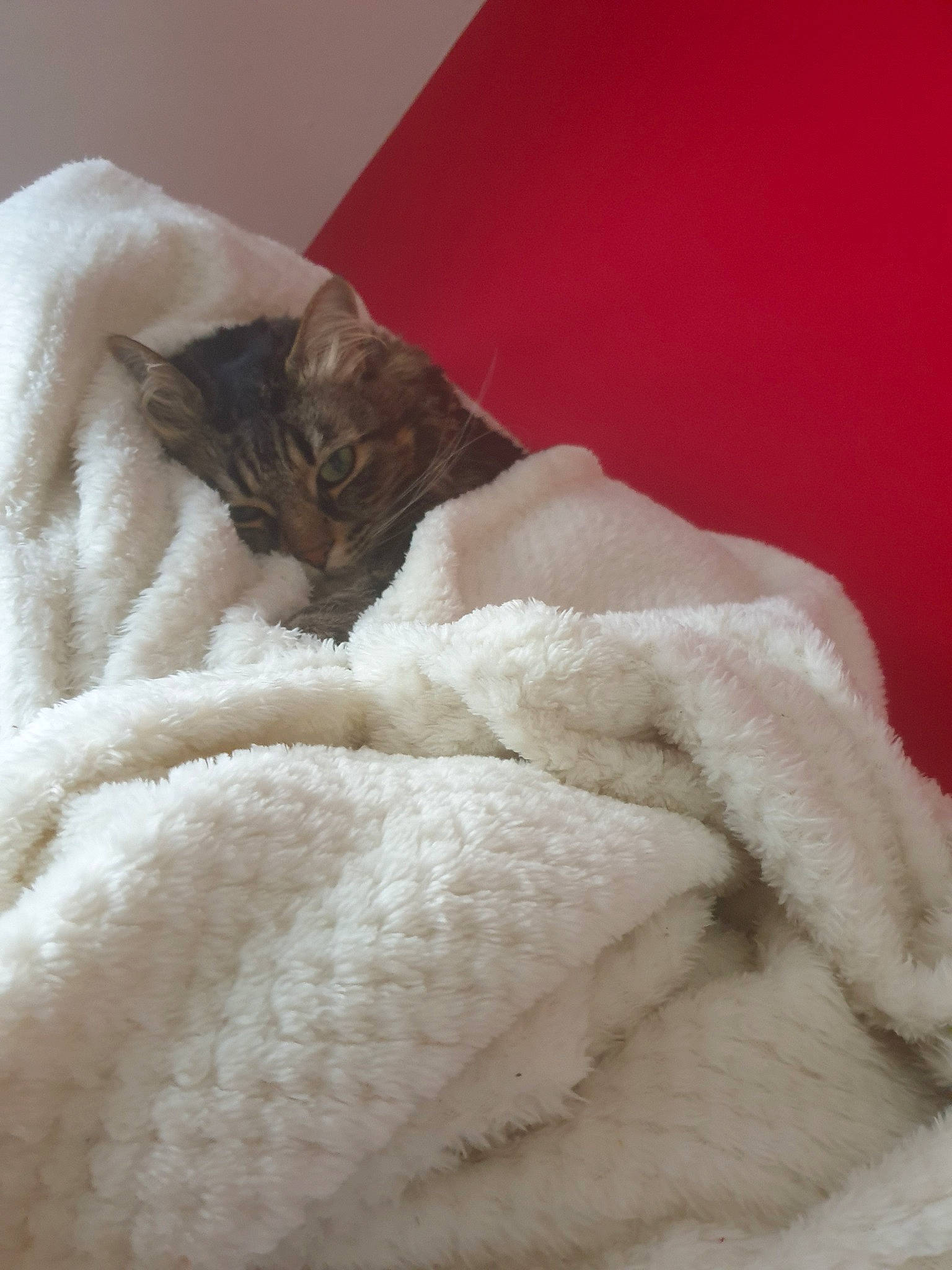 Bijou participe au concours pour gagner de l'argent avec cette photo : blanket, fur, fur_clothing, linens, textile, wool