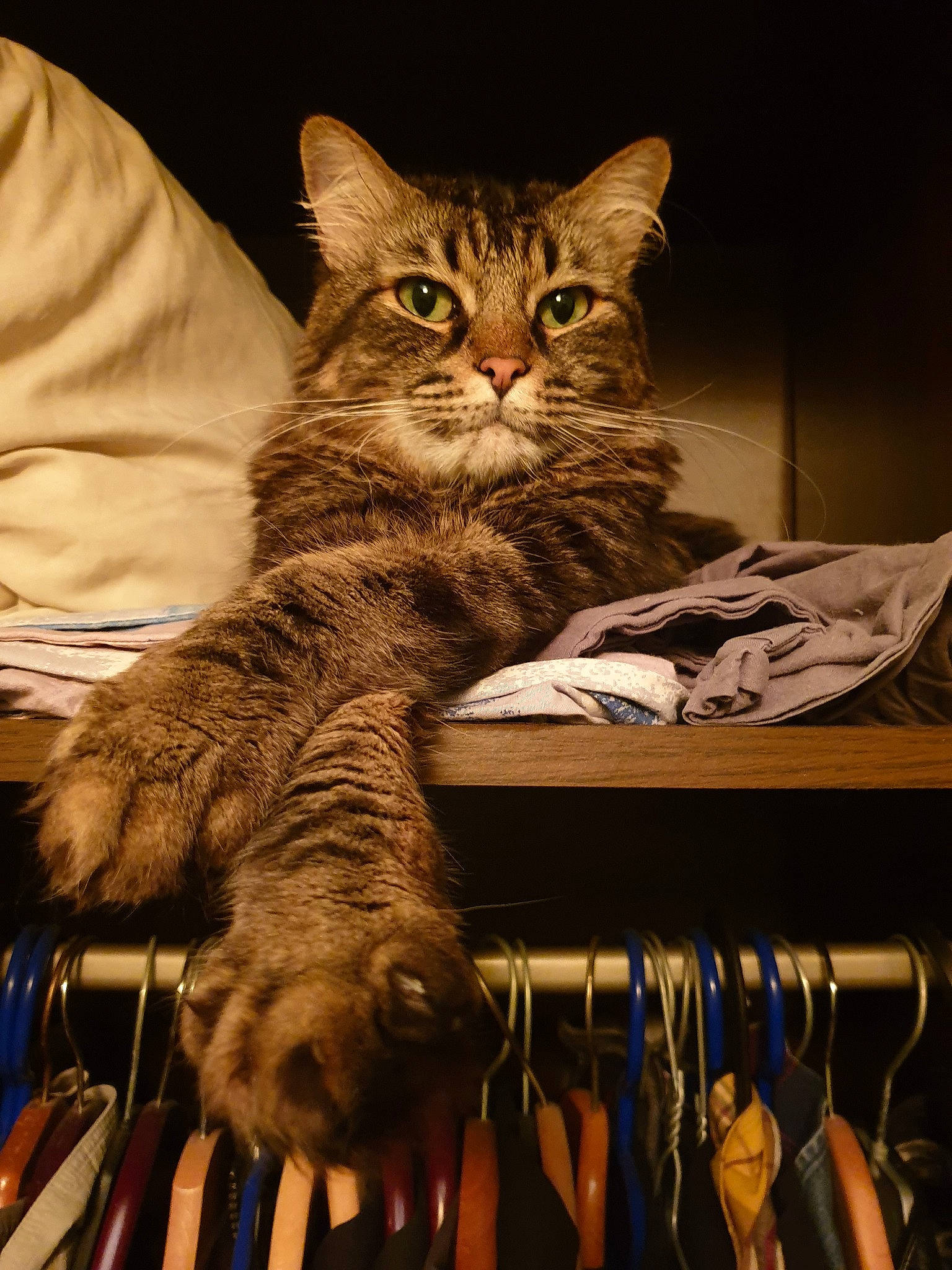 Bijou a rejoint le concours — aidez-le/la à gagner de superbes lots ! american_bobtail, american_shorthair, asian, california_spangled, carnivore, cat, claw, domestic_short_haired_cat, dragon_li, european_shorthair, felidae, fur, kitten, maine_coon, mammal, norwegian_forest_cat, pixie_bob, small_to_medium_sized_cats, tabby_cat, whiskers