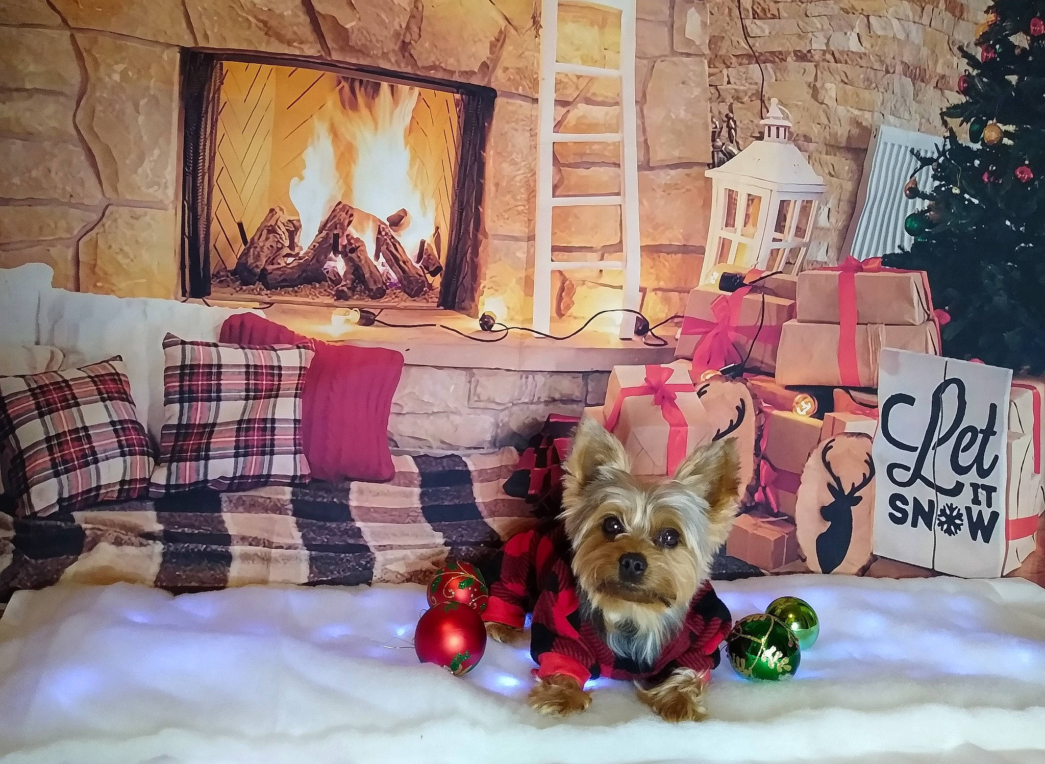 Henny joined the competition — help win amazing prizes! carnivore, christmas_decoration, christmas_tree, comfort, companion_dog, decoration, dog, dog_breed, dog_supply, event, fawn, hearth, interior_design, living_room, ornament, snow, toy, tree, wood, working_animal