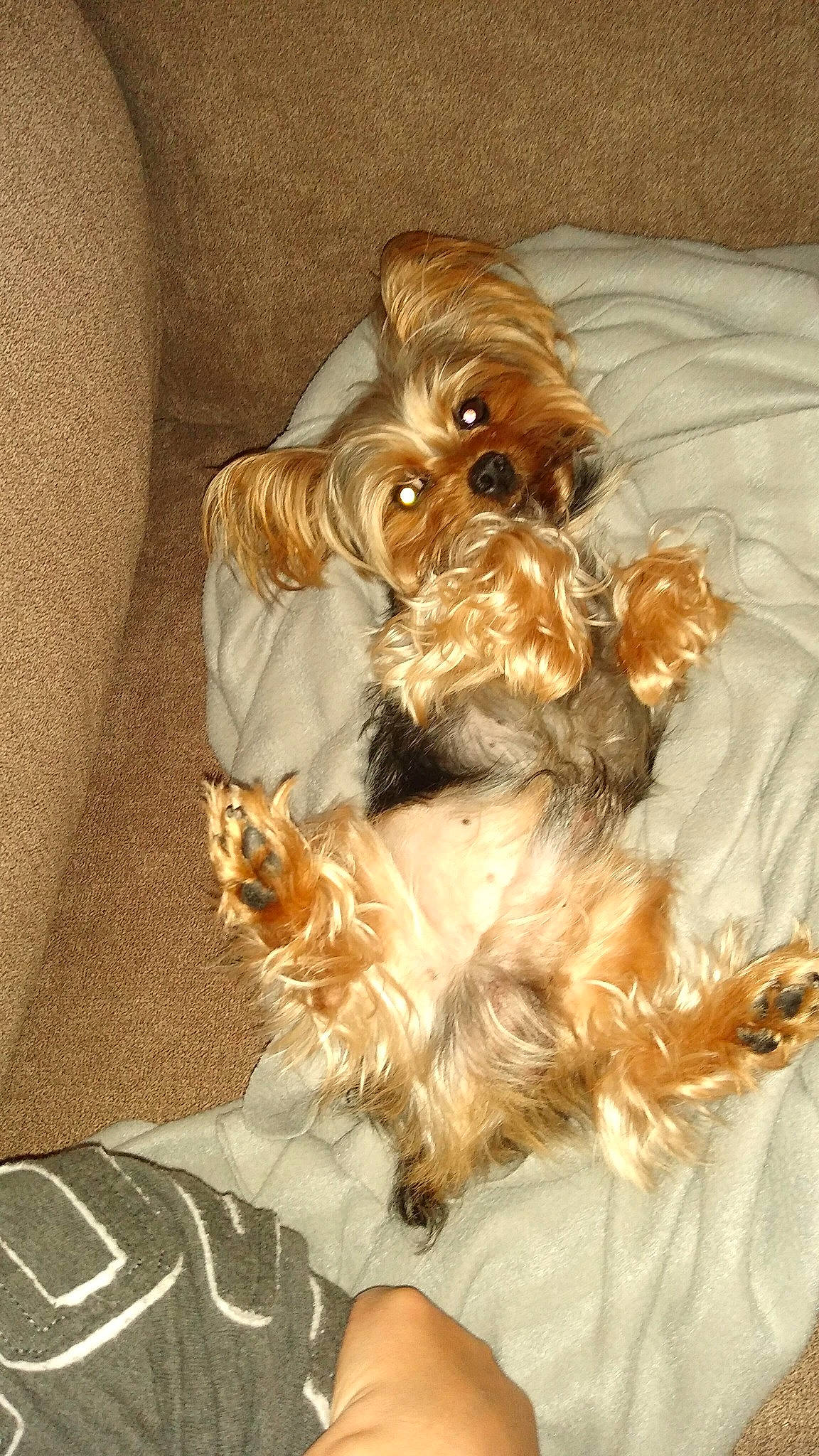 Henny is registered to the contest to win money with this photo: canidae, carnivore, companion_dog, dog, dog_breed, dog_supply, fawn, fur, liver, maltepoo, pet_supply, small_terrier, snout, sporting_group, terrier, toy, toy_dog, water_dog, working_animal, yorkipoo