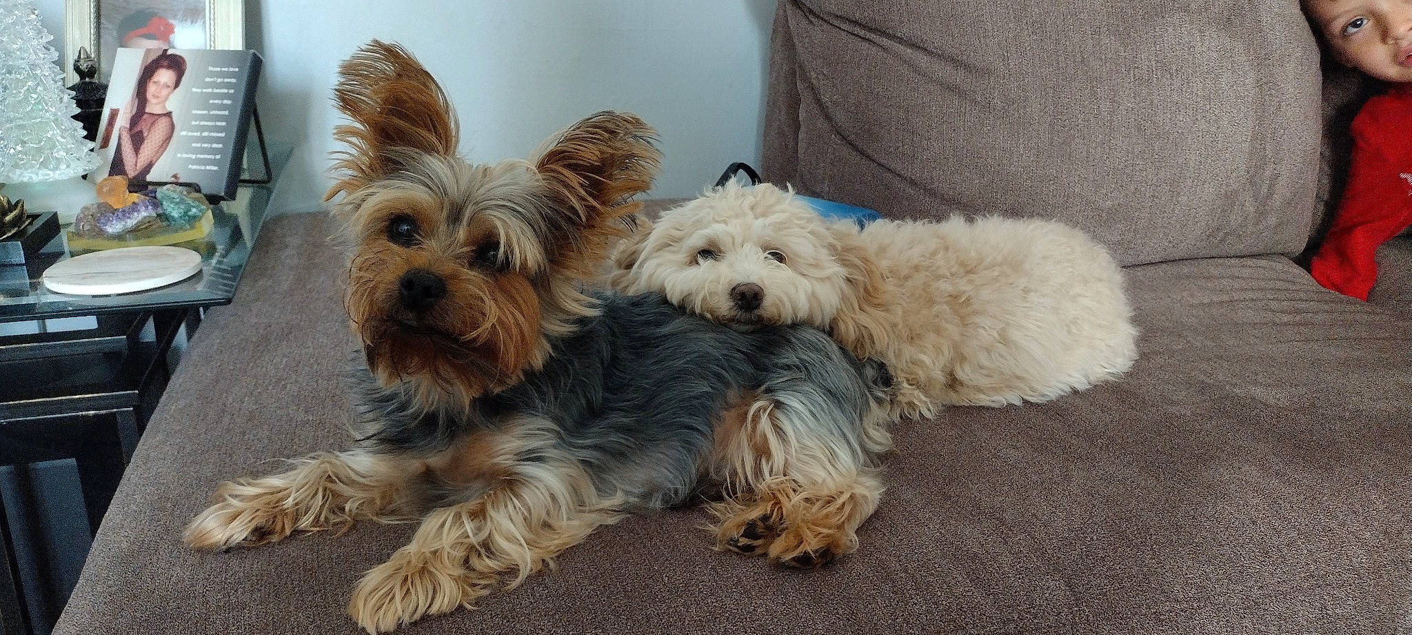 Henny joined the competition — help win amazing prizes! biewer_terrier, canidae, carnivore, companion_dog, dog, dog_breed, dog_supply, fur, maltepoo, non_sporting_group, puppy, shih_poo, small_terrier, snout, sporting_group, terrier, toy_dog, water_dog, working_animal, yorkipoo